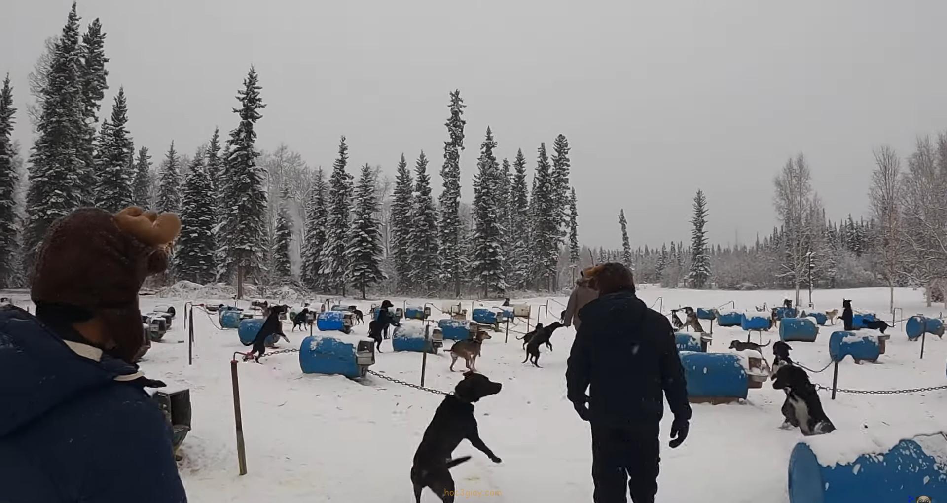 Kênh Khoa Pug ra video mới “Cách Người Alaska Nuôi Chó Để Kéo Xe Sự Thật…”